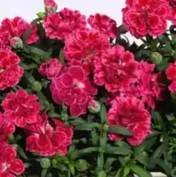 Hagebau Nelke Dianthus Cariophyllus Angebot