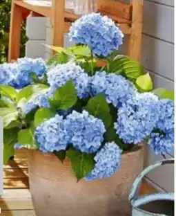 Hagebau Endless Summer Collection Hortensien Hydrangea Macrophylla Angebot