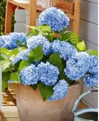 Hagebau Endless Summer Collection Hortensien Hydrangea Macrophylla Angebot