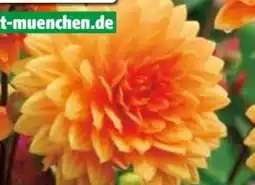 Hagebau Dahlie Dahlia-Hybriden Angebot