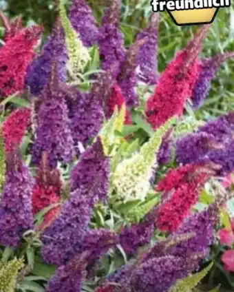 Hagebau Sommerflieder Buddleja davidii Angebot