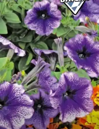 Hagebau Petunia Angebot