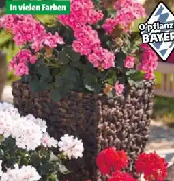 Hagebau Geranien Pelargonium zonale Angebot