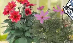 Hagebau Sommerblühende Beetpflanzen Angebot