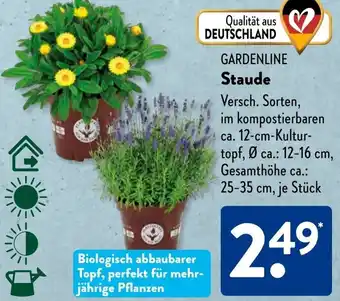 Aldi Süd GARDENLINE Staude Angebot