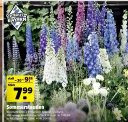 Hagebau Sommerstauden Angebot