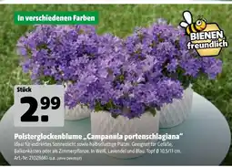 Hagebau Polsterglockenblume „campanula portenschlagiana“ Angebot