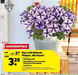 Hagebau Blau-weiß blühende pflanzen „mia bayern“ Angebot