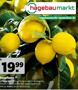 Hagebau Hagebaumarkt zitruspflanze Angebot