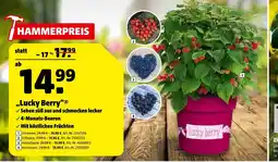 Hagebau Lucky berry himbeere Angebot