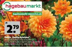 Hagebau Hagebaumarkt dahlie „dahlia-hybriden“ Angebot