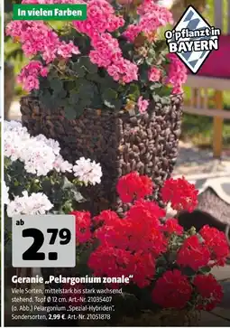 Hagebau Geranie „pelargonium zonale“ Angebot