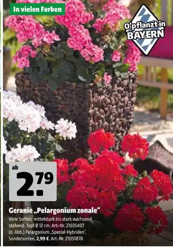 Hagebau Geranie „pelargonium zonale“ Angebot
