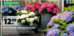 Hagebau Freiland-hortensie „hydrangea macrophylla“ Angebot