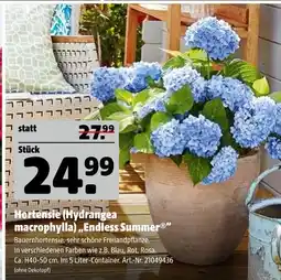 Hagebau Hortensie (hydrangea macrophylla) „endless summer“ Angebot