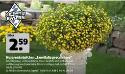 Hagebau Husarenknöpfchen „sanvitalia procumbens“ Angebot