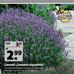 Hagebau Lavendel „lavandula angustifolia“ Angebot