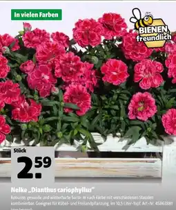 Hagebau Nelke dianthus caryophyllus Angebot