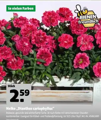 Hagebau Nelke dianthus caryophyllus Angebot