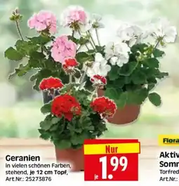 Edeka Herkules Geranien Angebot