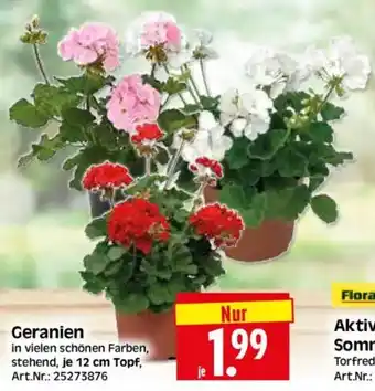 Edeka Herkules Geranien Angebot