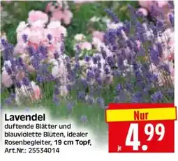 Edeka Herkules Lavendel Angebot