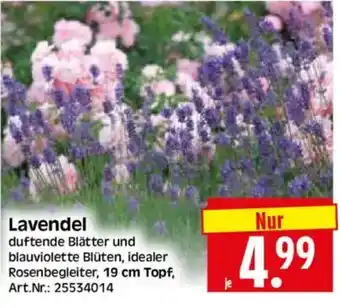Edeka Herkules Lavendel Angebot