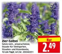 Edeka Herkules Zier-Salbei Angebot