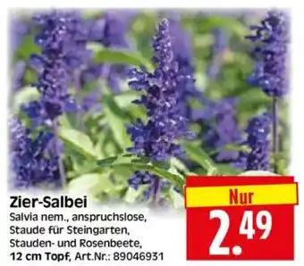 Edeka Herkules Zier-Salbei Angebot