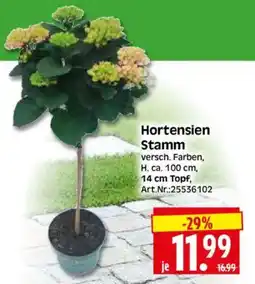 Edeka Herkules Hortensien Stamm Angebot