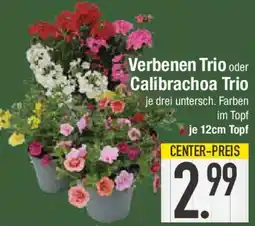 E-Center Verbenen Trio oder Calibrachoa Trio Angebot