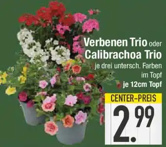 E-Center Verbenen Trio oder Calibrachoa Trio Angebot