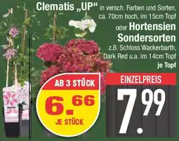 E-Center Clematis Up oder Hortensien Sondersorten Angebot