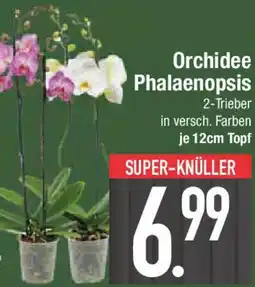 E-Center Orchidee Phalaenopsis Angebot