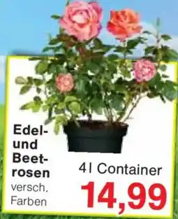 Jawoll Edel- und Beetrosen Angebot