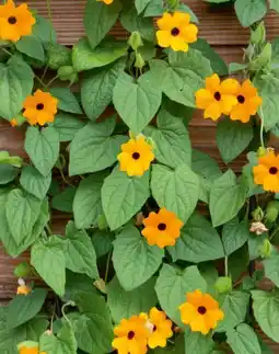 Hagebau Schwarzäugige Susanne Thunbergia alata Angebot