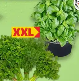 Kaufland Kräuterbunde Dill XXL Angebot