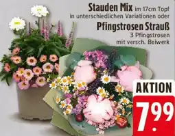 E-Center Stauden Mix oder Pfingstrosen Strauß Angebot
