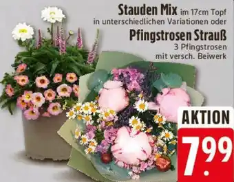 E-Center Stauden Mix oder Pfingstrosen Strauß Angebot