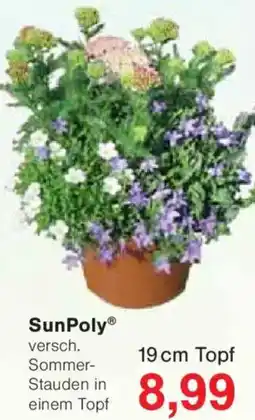 Jawoll SunPoly Angebot