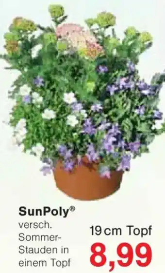Jawoll SunPoly Angebot