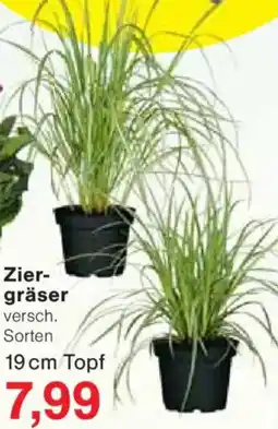 Jawoll Ziergräser Angebot