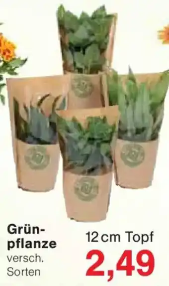 Jawoll Grünpflanze Angebot