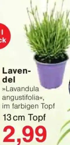 Jawoll Lavendel Angebot