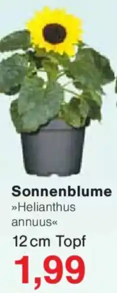 Jawoll Sonnenblume Angebot