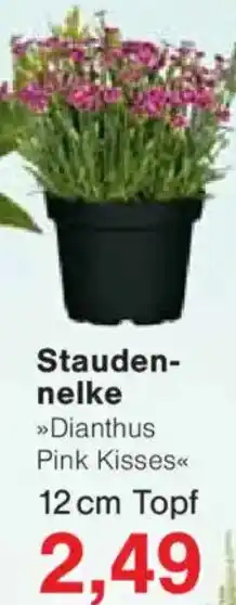 Jawoll Staudennelke Angebot