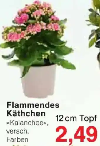 Jawoll Flammendes Käthchen Angebot