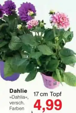 Jawoll Dahlie Angebot