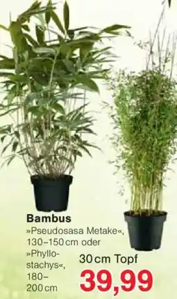 Jawoll Bambus Angebot