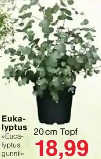 Jawoll Eukalyptus Angebot